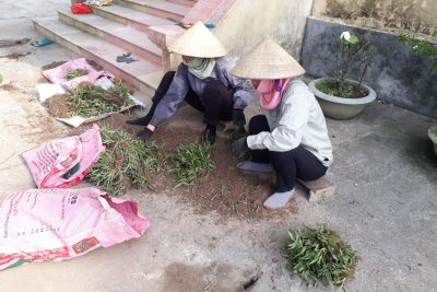 Tập thể CBGVNV trường Mầm non Mỹ Thuận hăng say hoàn thiện sân vườn cho trẻ trải nghiệm trước thềm năm học mới 2023 – 2024
