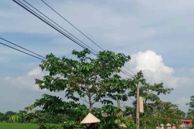 Trường Mầm non Mỹ thuận cắt tỉa đường hoa, hoàn thiện các tiêu chí đón đoàn thẩm định xóm kiểu mẫu